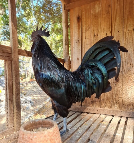 Ovos Férteis Ayam Cemani Indonésios 10 Unidades