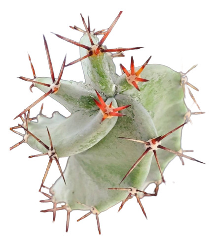 Stenocereus Pruinosus Spiralis, Pitayo, Nv