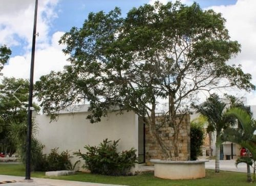 Imagen 1 de 13 de Terreno En Venta En Temozón Norte