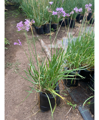 Planta De Tulbalgia, Flor Del Ajo, Tulbaghia + Regalo C F 1
