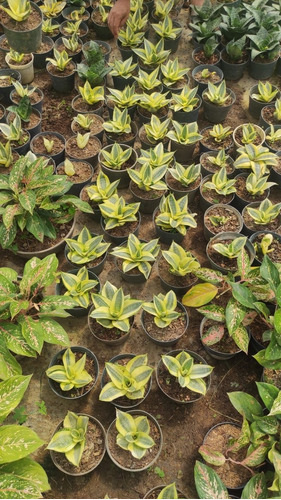 Plantas Lengua De Suegra Miniatura 