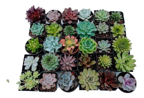 Imagen 8 de 8 de Echeverias 30 Pzas Diferentes