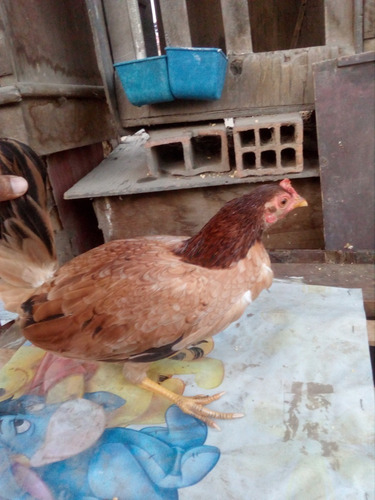 Gallina De Pelea