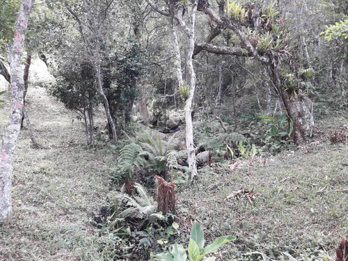 Terreno Para Venda Em Ferraz Garopaba-sc - Tv246