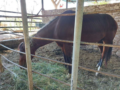 Imagen 9 de 29 de Finca Mixta + Manga De Coleo De 1 Ha En Guayabita En Turmero