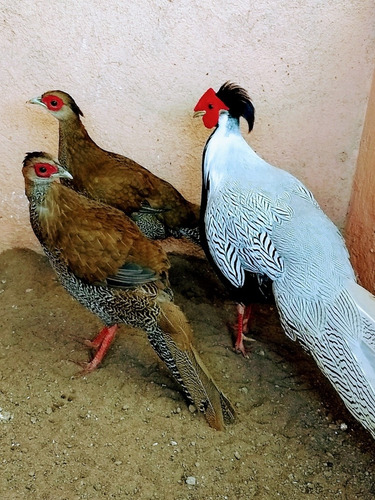 Faisán Plateado (Usado)