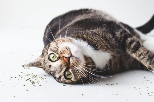 Imagem 3 de 5 de Catnip Erva Para Gatos Natural Relaxante 5g Chalesco