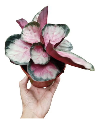 Calathea Roseopicta Crimson , Exotica Y Bella