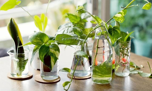 Enraizador Orgánico Para Plantulas, Semillas Y Esquejes
