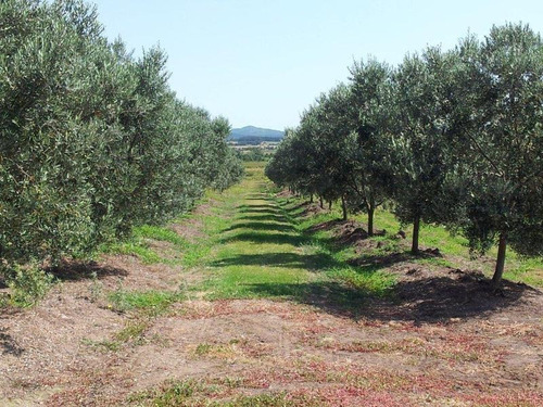 Campo De 68 Has. Emprendimiento Olivícola A 20 Minutos De Punta Del Este