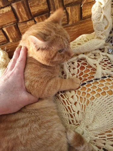 Gatito Macho Anaranjado Garfield