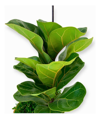 Ficus Lyrata Com 50cm De Altura P/ Ambiente Interno