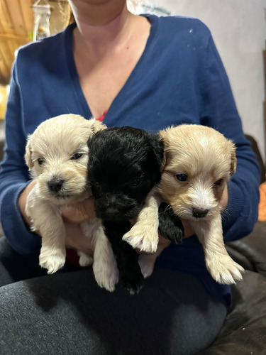 Cachorras Caniches Puras Nacidas El 9 De Abril Hermosas  