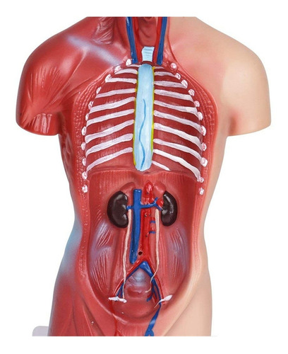 Modelo De Anatomía Del Cuerpo Del Torso Humano Escuela De Es