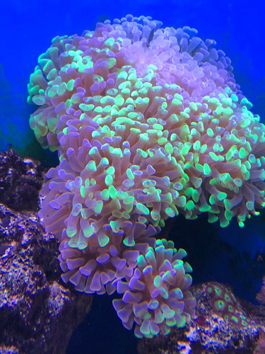 Coral Euphyllia Hammer Coral Duro Reef Acuarios Marinos