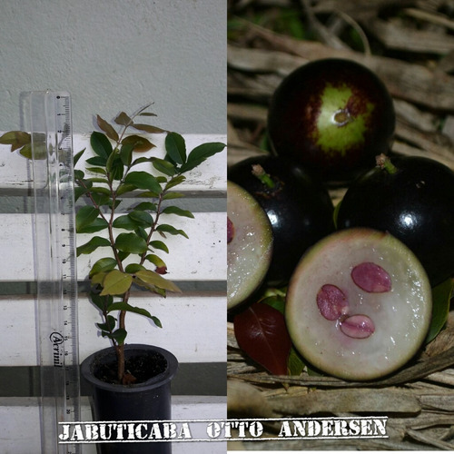 Kit Com 5 Variedades De Jabuticaba - Para Colecionadores