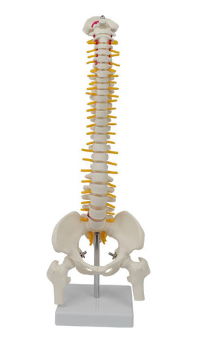 Modelo De Columna Vertebral De Tamaño Mediano Con Pelvis Y H