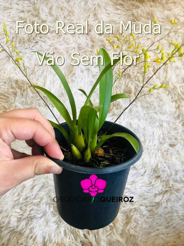 Mini Orquídea Oncidium Twinkle Vermelha Adulta | Parcelamento sem juros