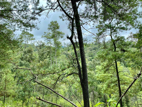 8 Hectáreas De Bosque, Cerca Del Nevado De Colima