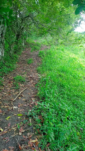 Ganga Finca De 7 Hectáreas, Producción Cafetera O Siembra
