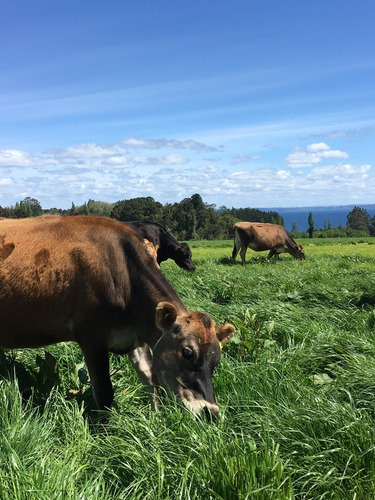 Pack X3 De Sabores Manjar Playa Venado Lúcum, Nuez, Tradicio