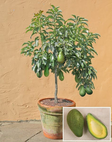 Aguacate Enano Rapido Crecimiento + Abono