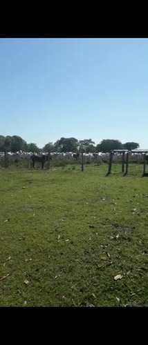 Vendo Fazenda De 1700hec Pecuaria/cultura Em Roraima (6096)