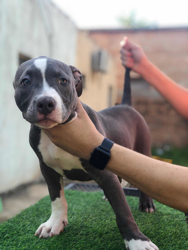 Imagen 4 de 5 de American Bully Pocket
