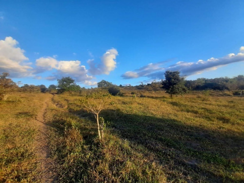 Imagem 12 de 27 de Fazenda Com 377 Tarefas Em Morro Do Chapéu - Bahia - Afd015 - 70334233