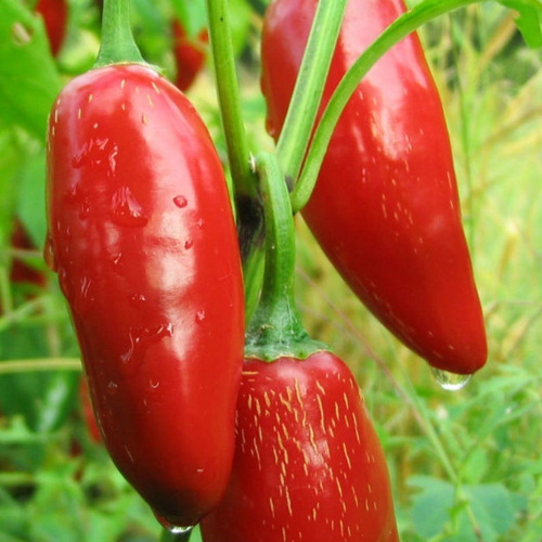 Imagem 9 de 10 de Sementes De Pimenta Jalapenho Mexicana Para Vaso Ou Hortas