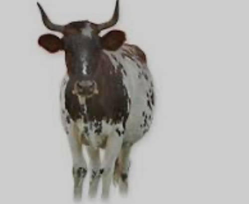 Vacas Criollas Puras Con Adn