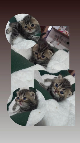 Imagen 3 de 5 de Gatos Persas
