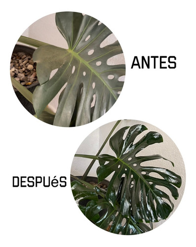 Abrillantador De Hojas Follajes Y Plantas Lustre Glo
