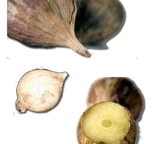 Ajo Macho