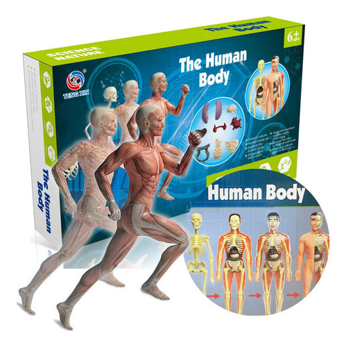 Kit De Aprendizaje Modelo Cuerpo Humano Organos.huesos Mon
