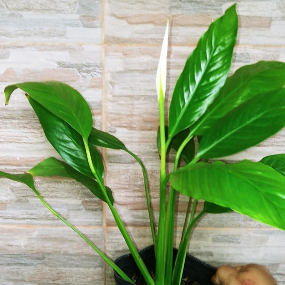 Planta Spatifilium Gigante | MercadoLibre ?