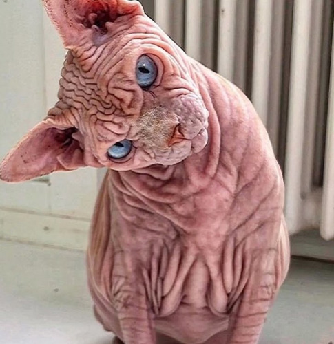 Gatos Sphynx. Esfinge. Pelados. Soñados!!