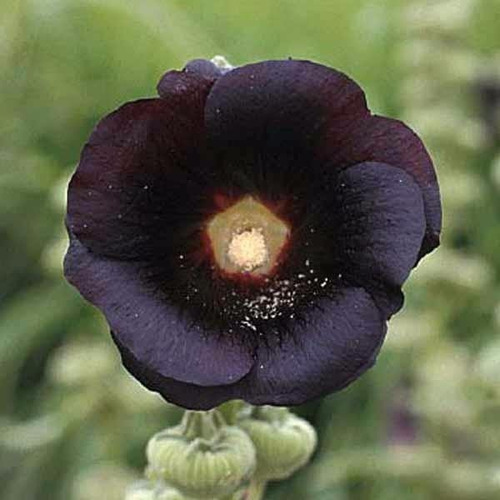 Sementes De Malva Negra - Alcea Rosea Nigra - Flor Rara! | MercadoLivre