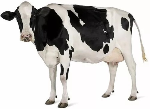Imagem 3 de 9 de Monensina 40 Ourophós Engorda, Alta Concentração! Balde 10kg