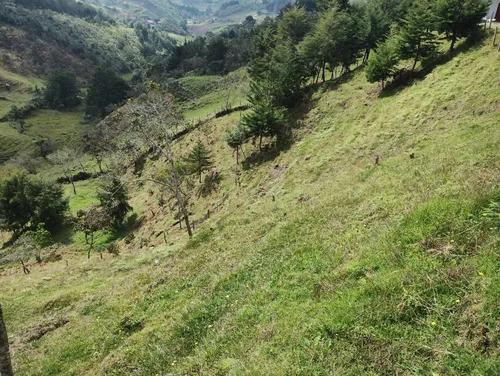 Finca En Guarne Ovejas