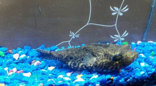 Dragon Puffer Globo Tetraodon Palembangensis Tropical Polypt