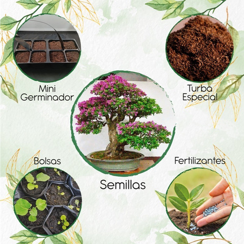 50 Semillas De Bonsái Tabebuia Rosea + Kit De Germinación