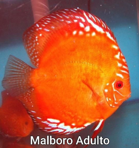 Peixe Acará Disco Red Malboro Filhote 5cm