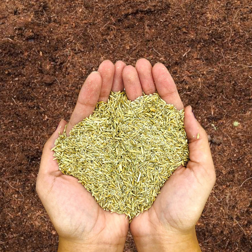 Semilla De Pasto Mezcla Germinaplus Clima Templado 1 Kg 40m2