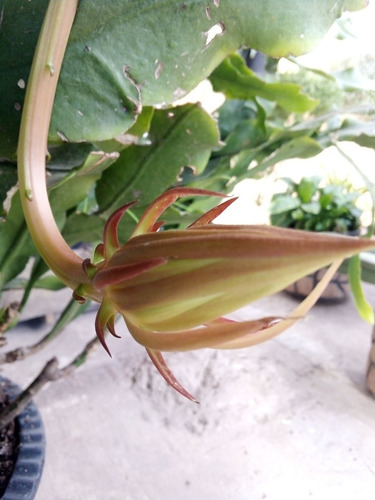 Imagen 6 de 10 de Esqueje Sin Raíz 30cm- Epiphyllum Oxypetallum Reyna De Noche