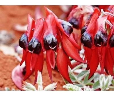 Semillas De Swainsona Formosa O Flor De Sangre