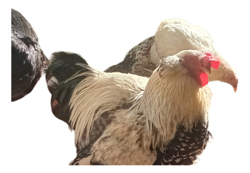 8 ( 10 Envía) Huevos Fértiles De Gallinas Araucanas Mezcla.