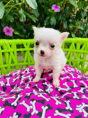 Chihuahua Pelo Longo Femea Linda Disponivel