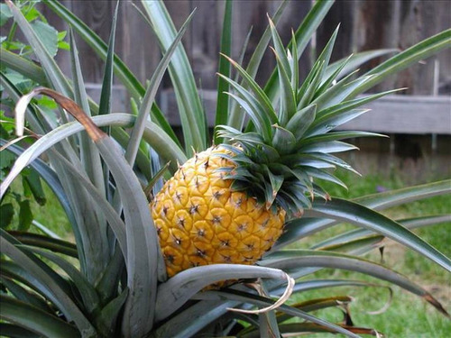 50 Semillas De Piña Amarilla