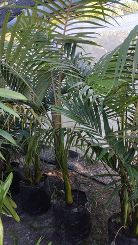 Palmera Seofortia O Real Australiana Dobles 1,70 De Alto Verde